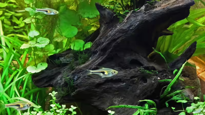 Traumwurzel - 021-01-2013 von Dirk F. (27)