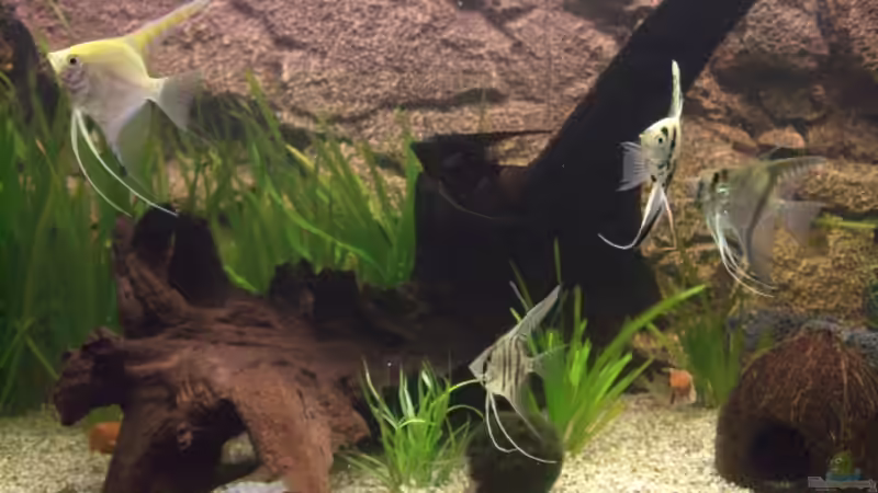 Traumwurzel von Stefan Ohm (2)