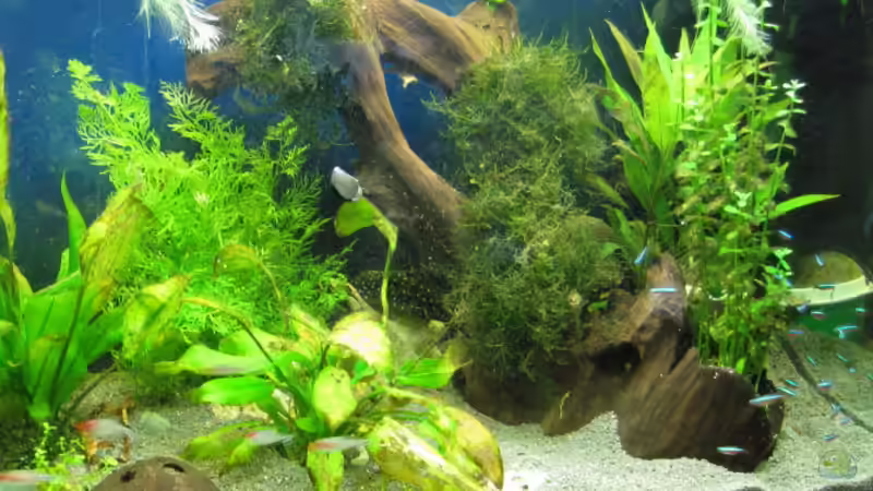 ´Traumwurzel´ wächst langsam zu mit Java-Moos von Ralf Braun (6)