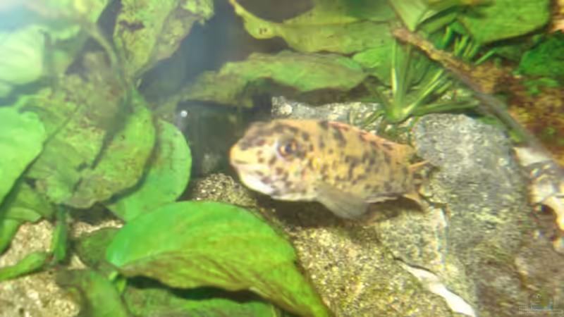 Trawavasae weibchen mit kleinen im Maul von Lukas Szewczyk (32)