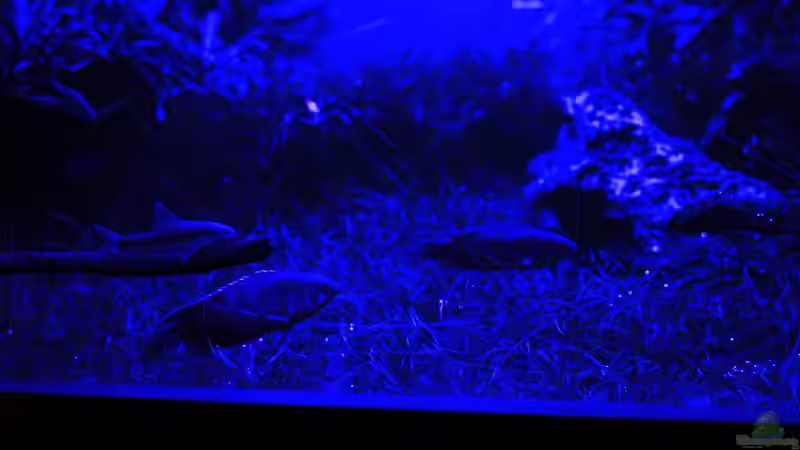 Treffen bei Mondlicht von OrangeBuschfisch (26)