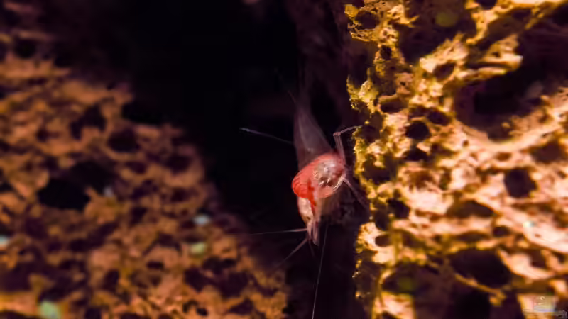 Treffen werdender Mütter von Acki50 (13)