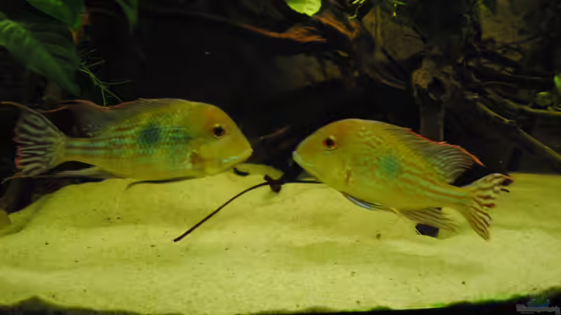 Treffpunkt Reviergrenze von weyrobing (11)