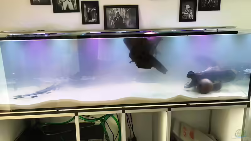 Treibholz von stroelly (8)