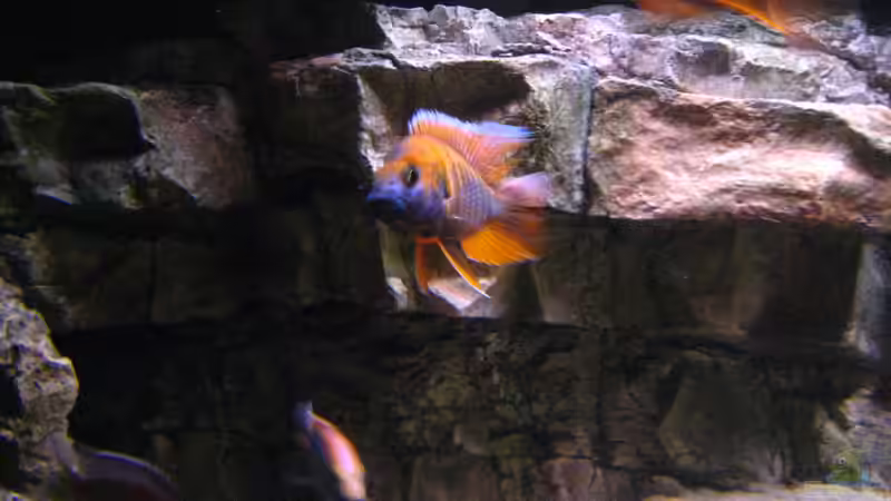 Trematocranus-Jacobfreibergi Cape Maclear von airborn28 (17)