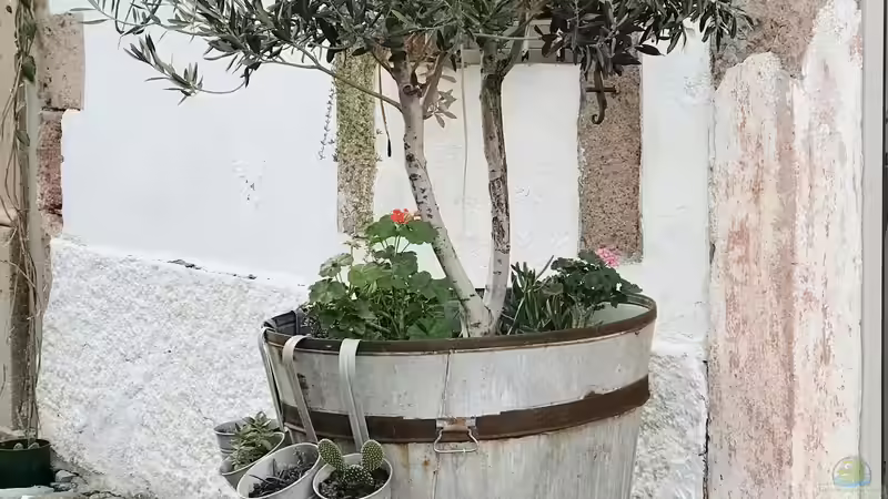 Trend Olivenbaum: So wird er im Kübel gepflanzt