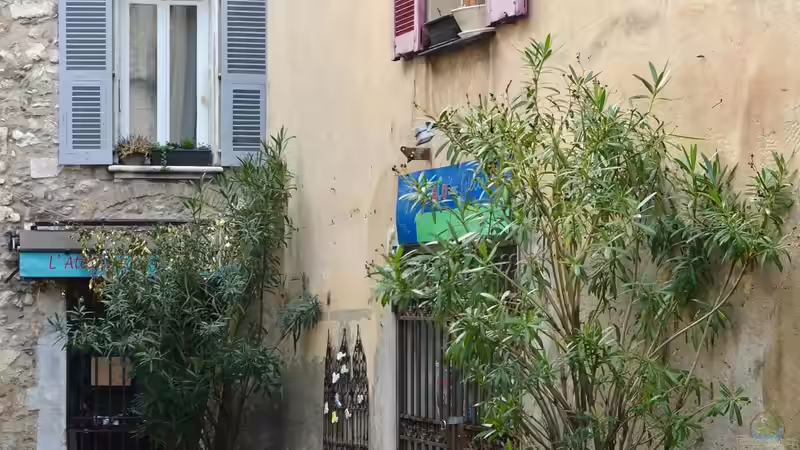 Trend Olivenbaum: So wird er im Kübel gepflanzt