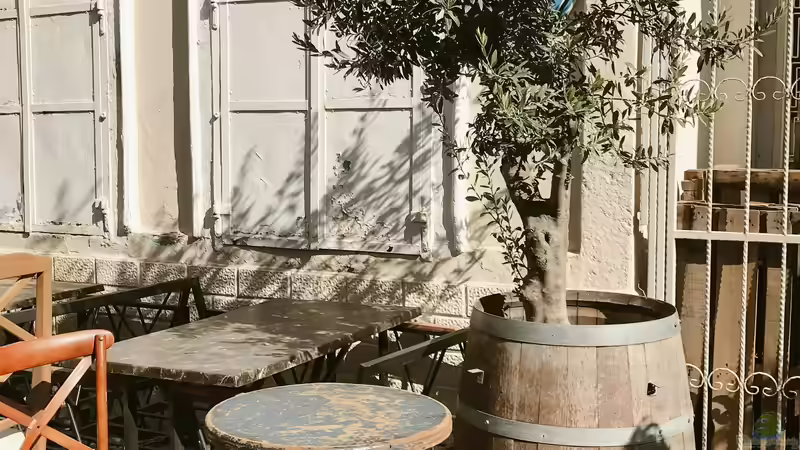 Trend Olivenbaum: So wird er im Kübel gepflanzt