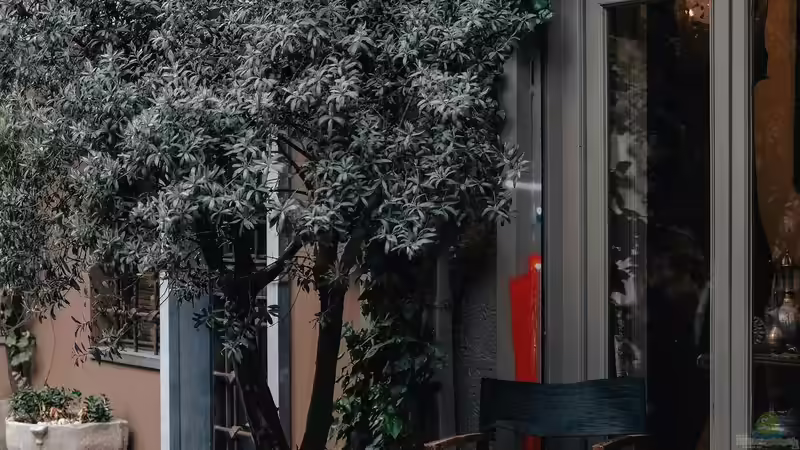 Trend Olivenbaum: So wird er im Kübel gepflanzt