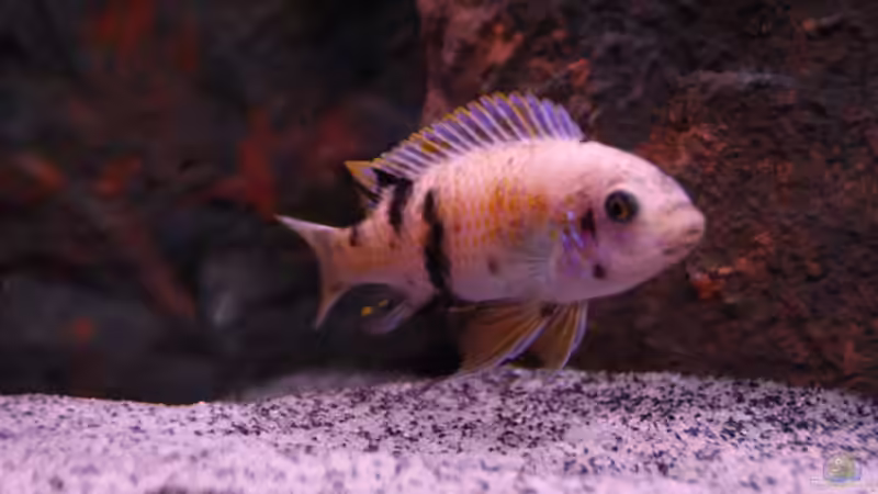 trewavaseae Weibchen von Werner Franz (12)