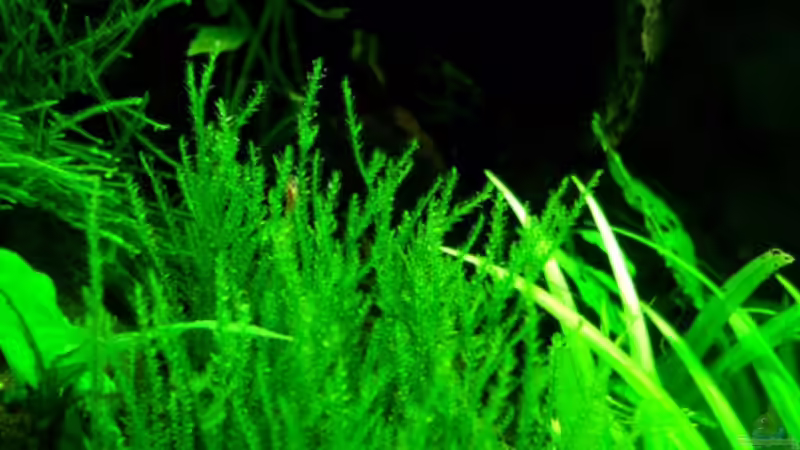 Triangel-Moos (??) von Tobi-G (7)