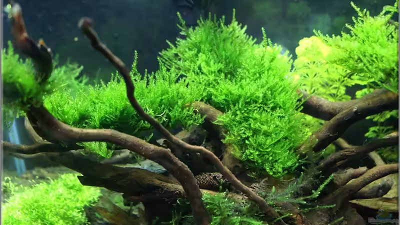 Triangelmoos auf Wurzel und Stein gebunden von Christian Zwick (6)