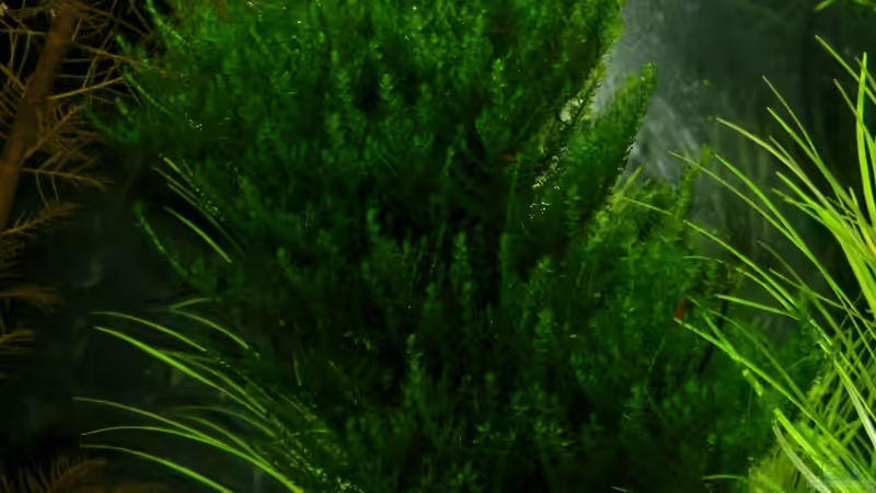 Triangelmoos von Bjarke (30)