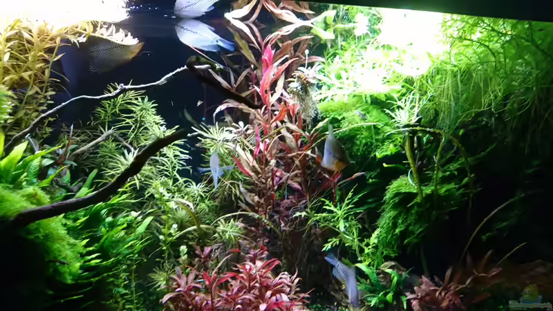 Trichgaster leerii  von Wasserwelten (14)