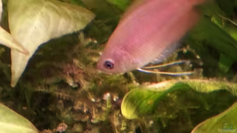 Aquarien für Trichogaster chuna (Honiggurami)