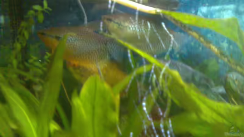 Trichogaster Leeri, Paar von Thomas Müller (13)