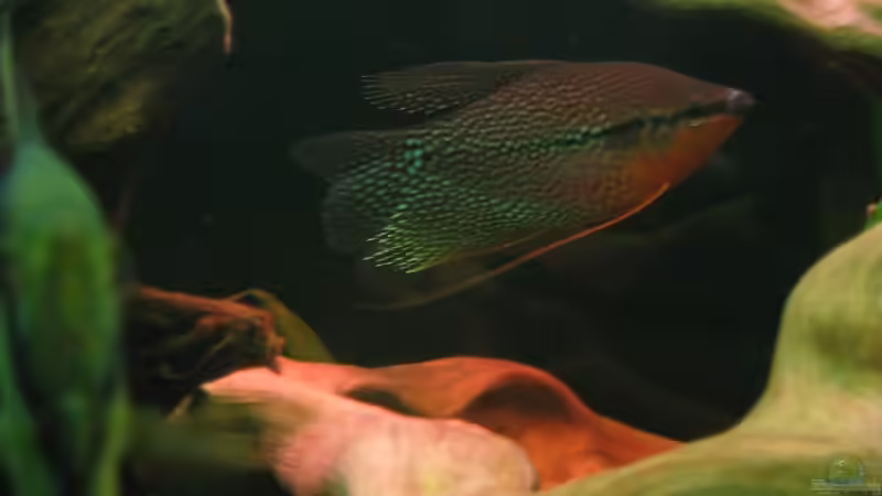 Trichogaster leeri (m) von Michael Gerhardt (11)