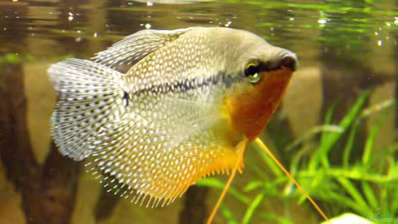 Trichogaster leeri Männchen von Oliver Bartels (3)