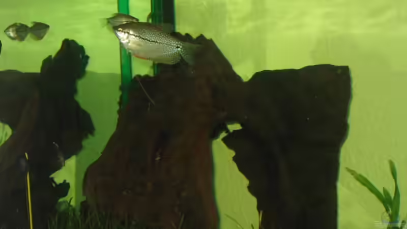 Trichogaster leeri (w) mit Jungfisch (x) (alte Einrichtung) von Michael Gerhardt (5)