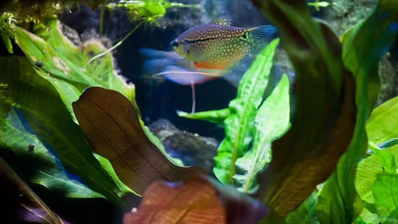 Trichogaster Leeri Weibchen von Melusine Vom Musenhain (10)