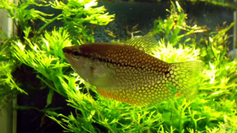 Trichogaster leeri Weibchen von Oliver Bartels (4)