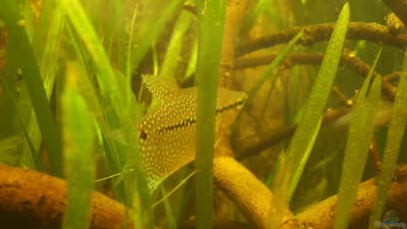 Trichogaster leerii von Michael Scheffler (40)