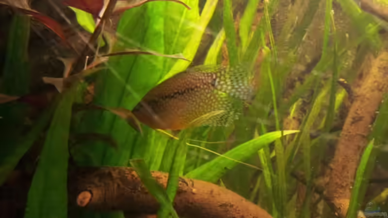 Trichogaster leerii von Michael Scheffler (45)