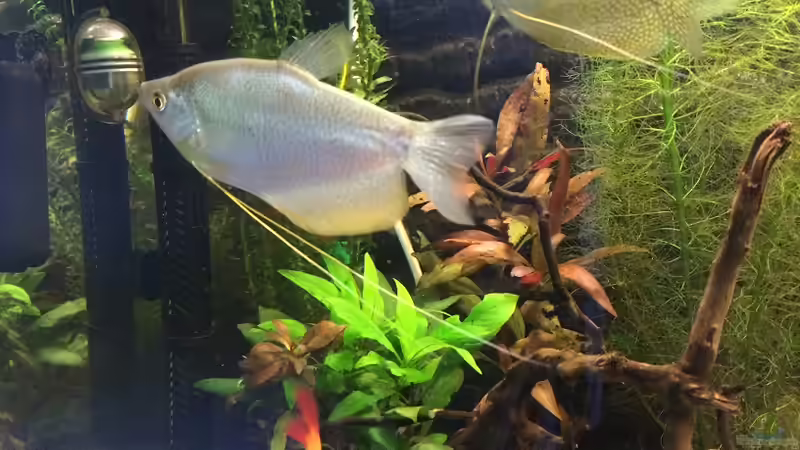 Trichogaster microlepis, T. leeri von Mesmerize (12)