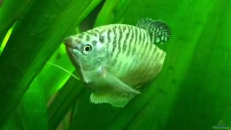 Trichogaster trichopterus, m von FAT (5)