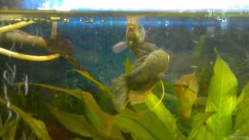 Einrichtungsbeispiele für Trichopodus trichopterus