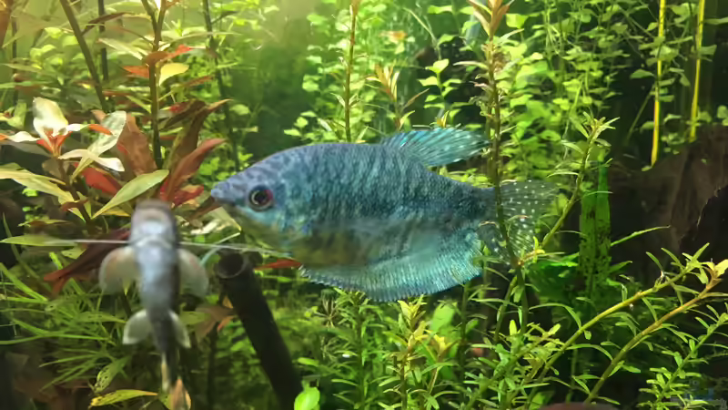 Bitterlingsbarbe im Aquarium (Einrichtungsbeispiele für Puntius titteya)