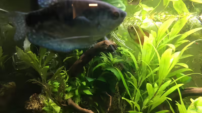 Trichogaster trichopterus von Christian Bernreiter (27)