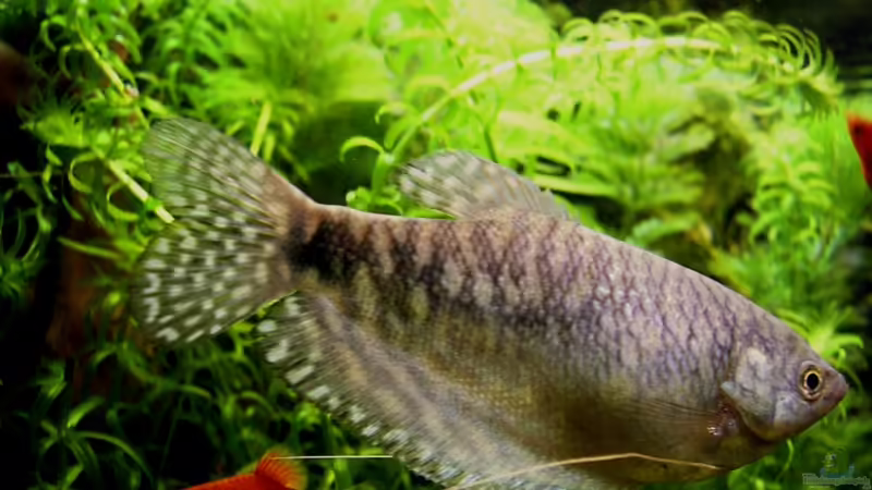 Einrichtungsbeispiele für Trichopodus trichopterus