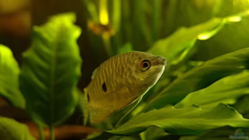 Einrichtungsbeispiele für Trichopodus trichopterus