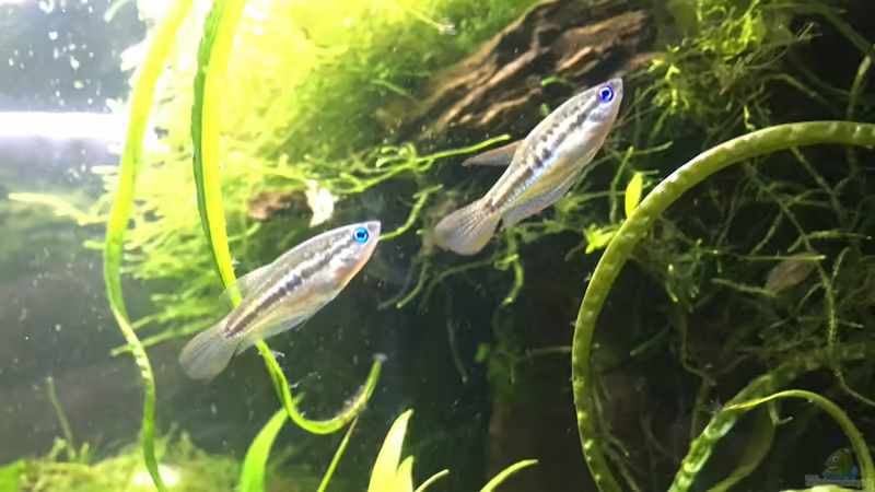 Trichopsis pumila - Knurrender Zwerggurami von Harald Kästner (26)