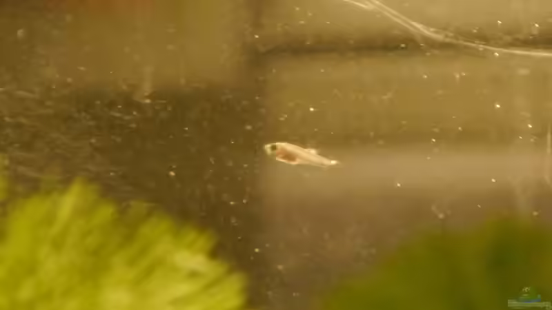 trichopsis pumila, Jungfisch im Aufzuchtbecken am 27.10.2014 von Glückspirat82 (19)
