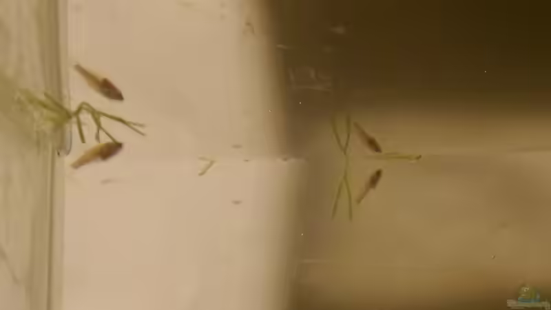 trichopsis pumila, Jungfische im Aufzuchtbecken am 27.10.2014 von Glückspirat82 (21)