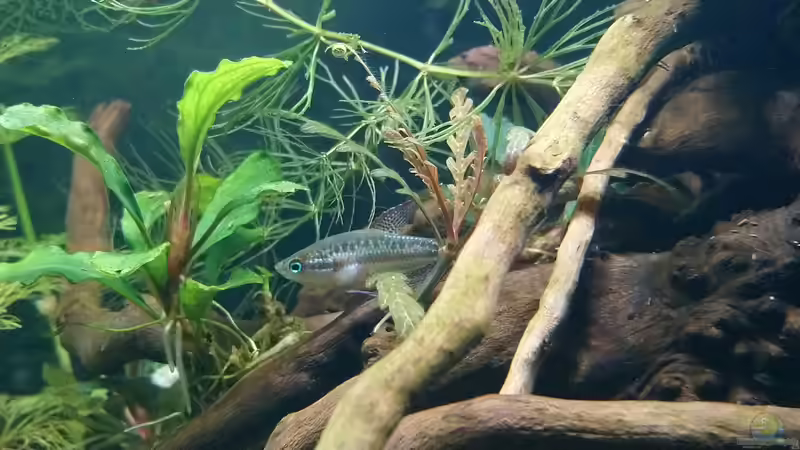 Trichopsis pumila  von Wasserwelten (15)