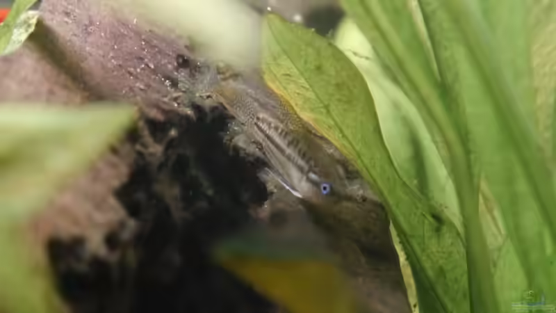 Trichopsis-Arten im Aquarium halten (Einrichtungsbeispiele für Knurrende Guramis)