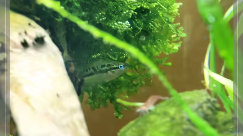 Trichopsis pumila von Pseudomugil (14)