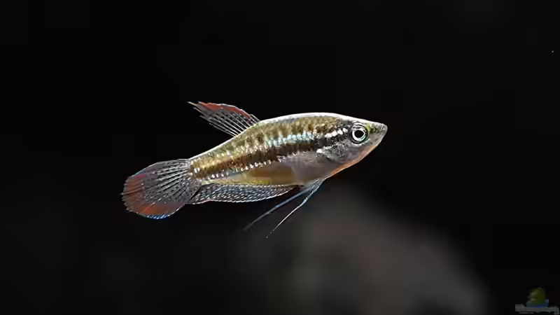 Trichopsis pumilus von Matthias Funke (4)