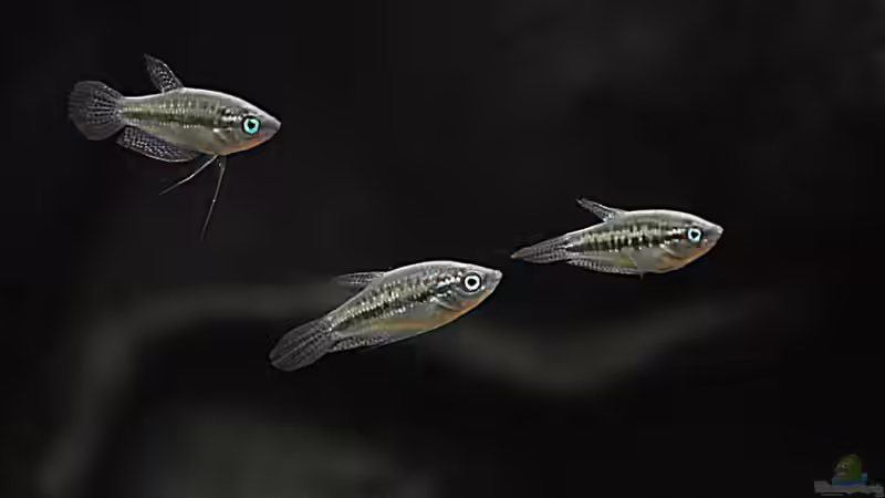 Trichopsis pumilus von Matthias Funke (9)