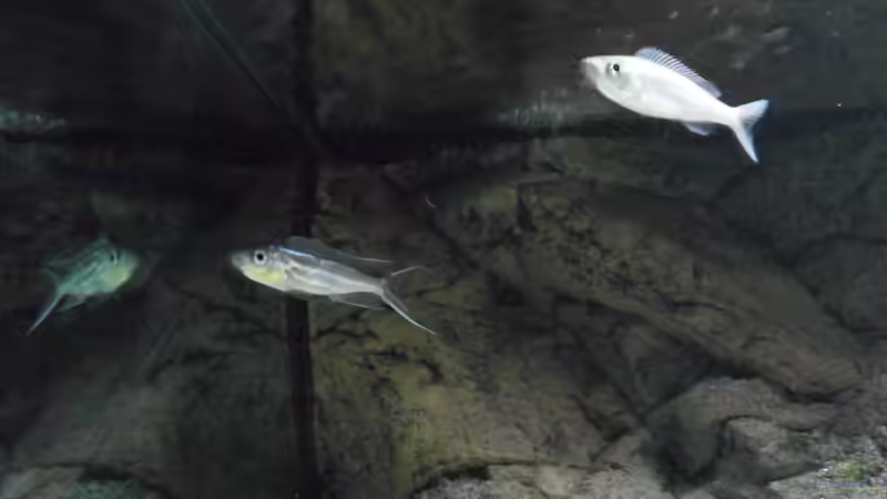 tricoti pärchen..... von Manuel Jettki (28)