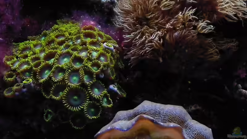 Tridacna, Kruste und Röhrenkoralle von Putorius Furo (9)