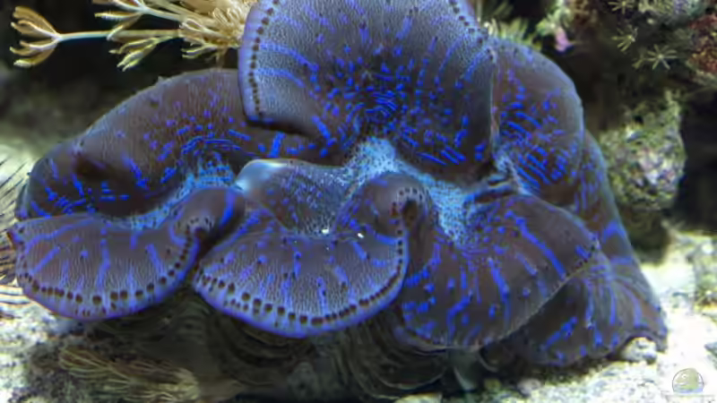 Tridacna 1 November 08 von lex2lex (11)