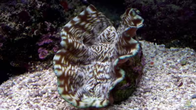 Tridacna derasa von Lars Leonhardt (29)