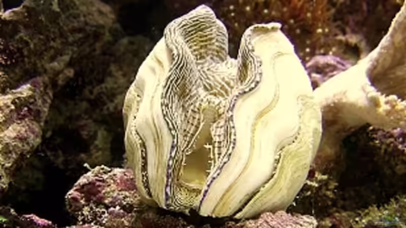 Tridacna deresa von Petra Kallmeyer (13)