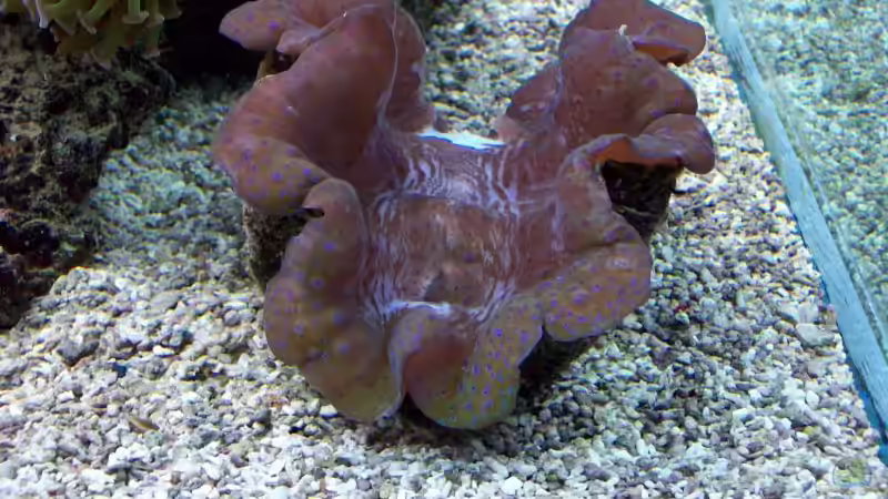 Tridacna gigas von Lars Leonhardt (25)