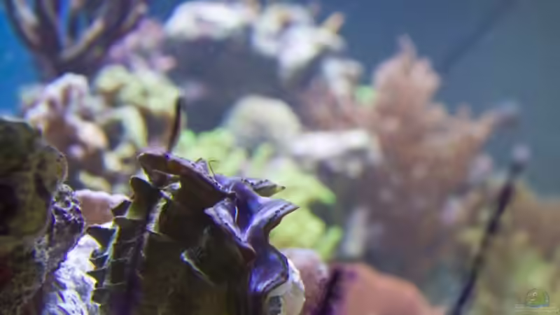 Tridacna maxima, Becken von der Seite von Azalee (10)