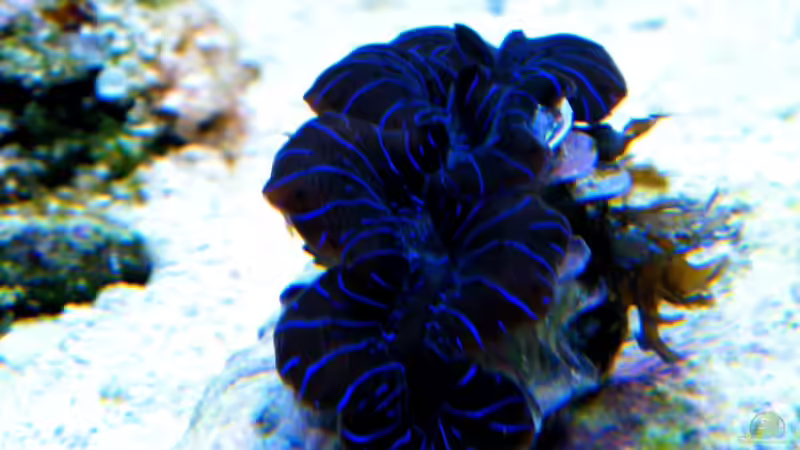 Tridacna maxima ( zebra ) von Malawigo (72)